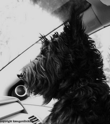 shaggy+scottie
