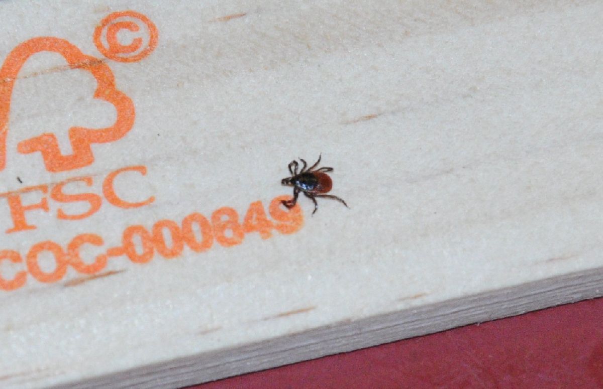 Important Facts About Lyme Disease