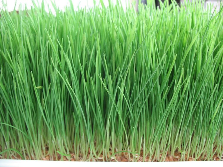 How Wheatgrass Is Helping You Stay Beautiful