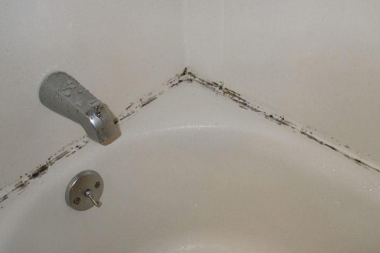 bathroom mold