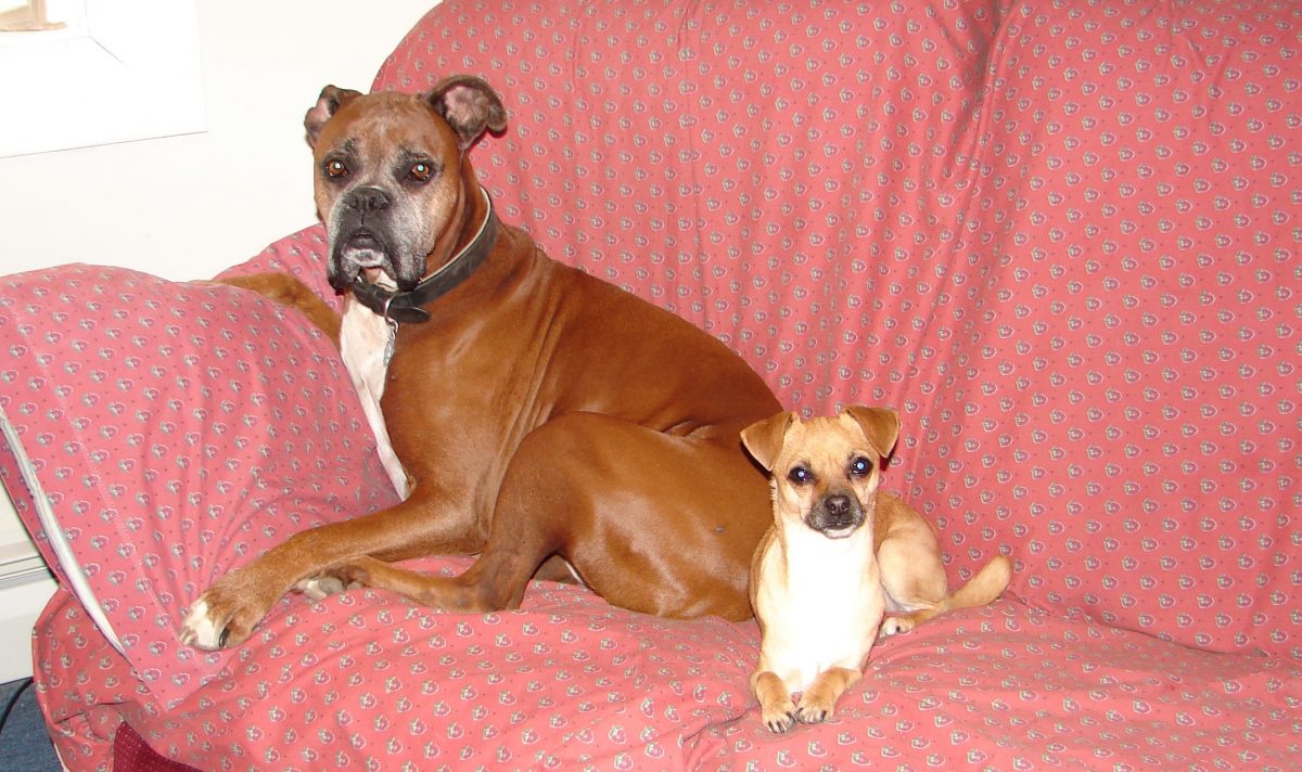 Tips For Moving Overseas With Your Pet