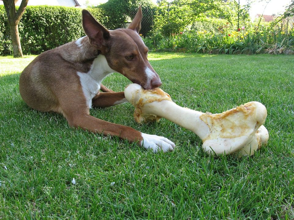 Is A Raw Food Diet a Good Idea for Your Dog?