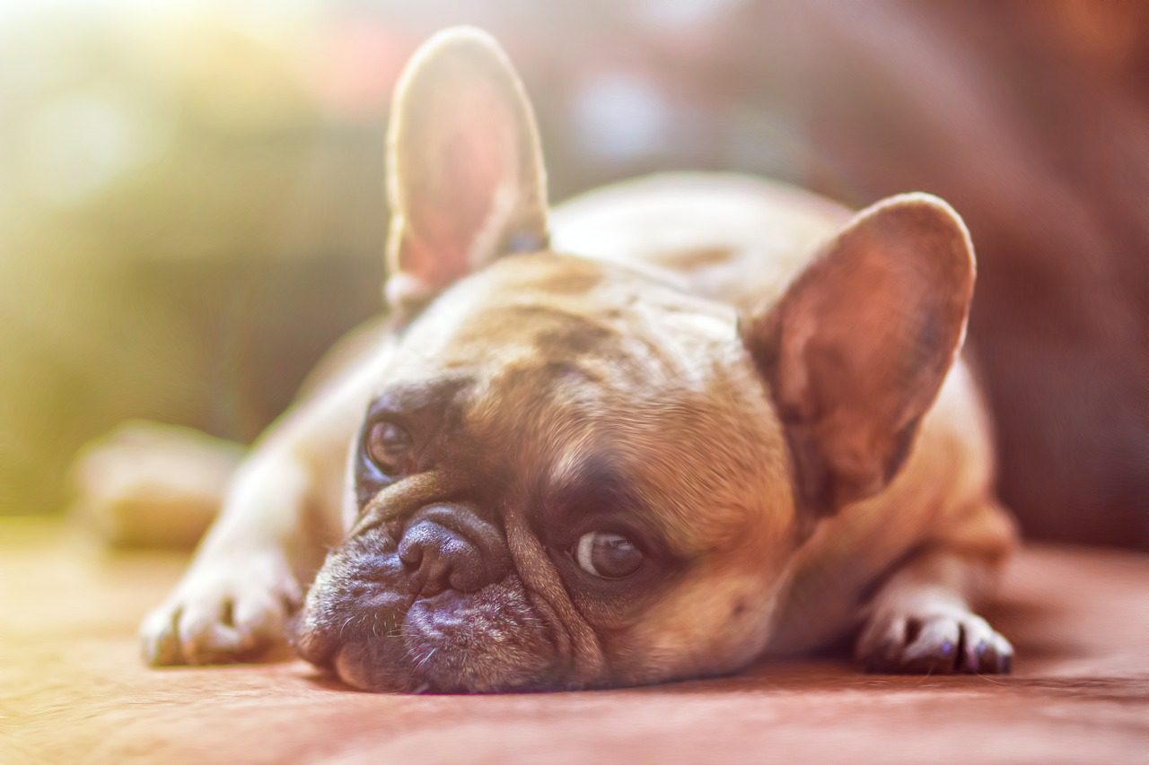 What To Watch Out For With Discount Pet Meds