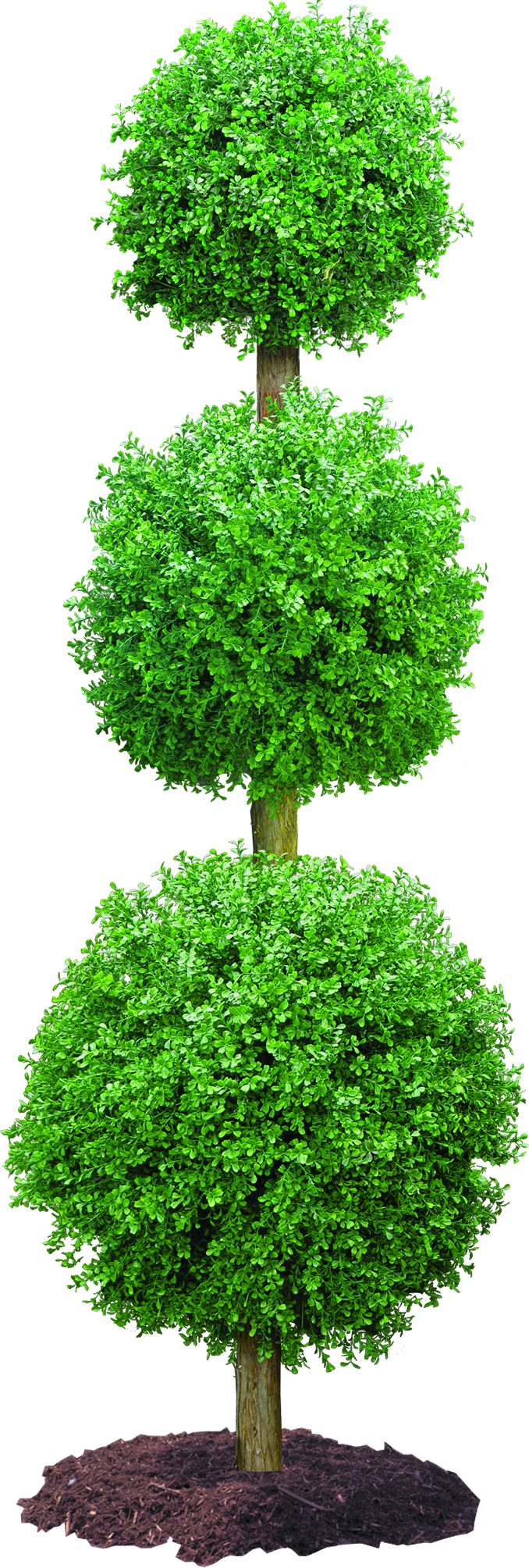 Landscaping Outdoors With Artificial Topiaries • The Fashionable Housewife