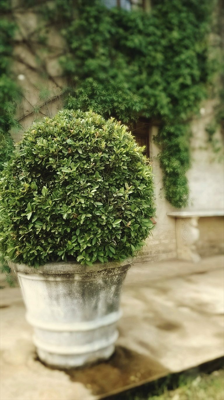 boxwood tree