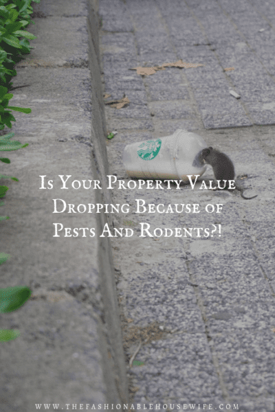 Is Your Property Value Dropping Because of Pests And Rodents?!