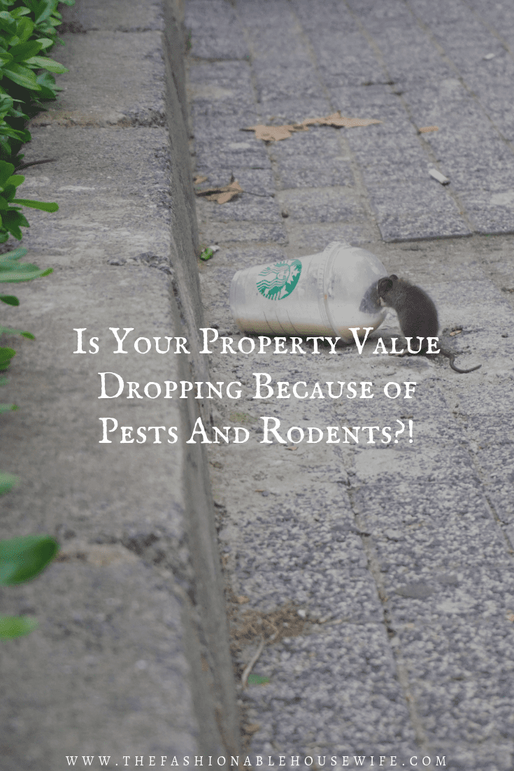 Is Your Property Value Dropping Because of Pests And Rodents?! • The