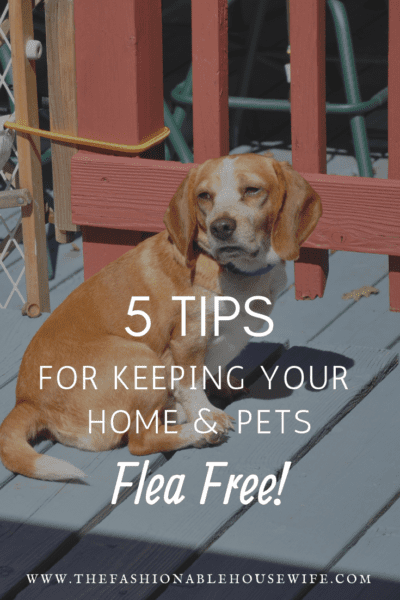 5 Tips for Keeping Your Home and Pets Flea-Free