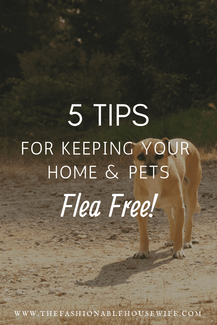 5 Tips for Keeping Your Home and Pets Flea-Free