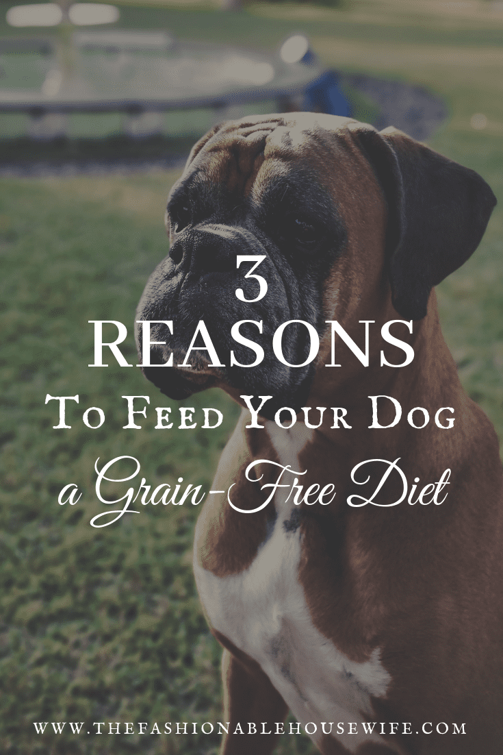 3 Reasons To Feed Your Dog A Grain Free Diet