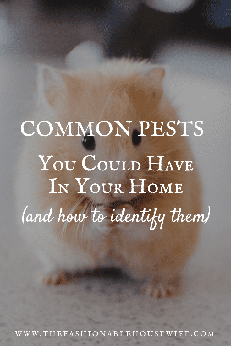 Common Pests You Could Have in Your Home (And How to Identify Them)