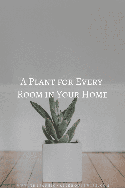 A Plant for Every Room in Your Home