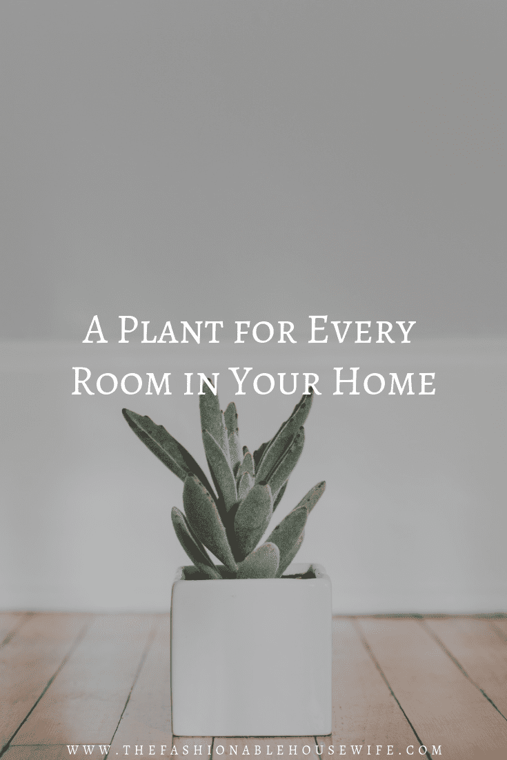 A Plant for Every Room in Your Home