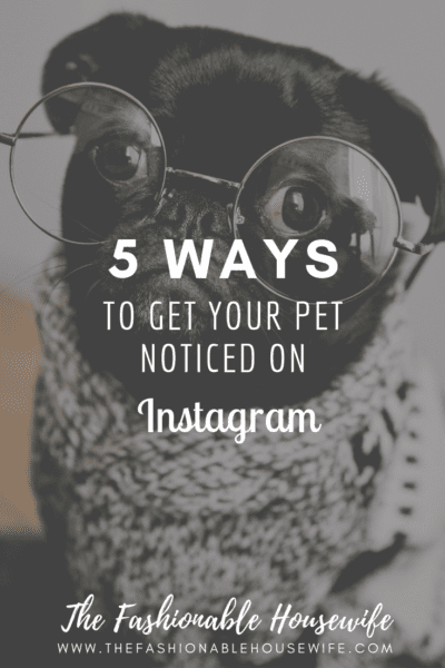 5 Ways to Get Your Pet Noticed on Instagram
