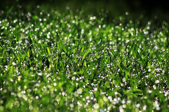 How To Grow a Lush, Green and Thick Lawn