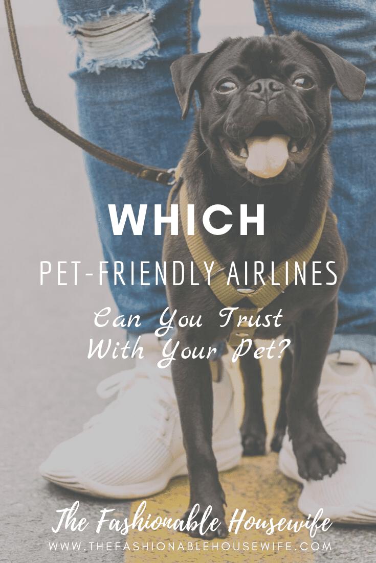 Which Pet-Friendly Airlines Can You Trust With Your Pet?