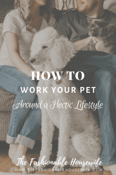 How To Work Your Pet Around a Hectic Lifestyle