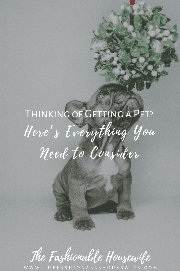 Thinking of Getting a Pet? Here’s Everything You Need to Consider