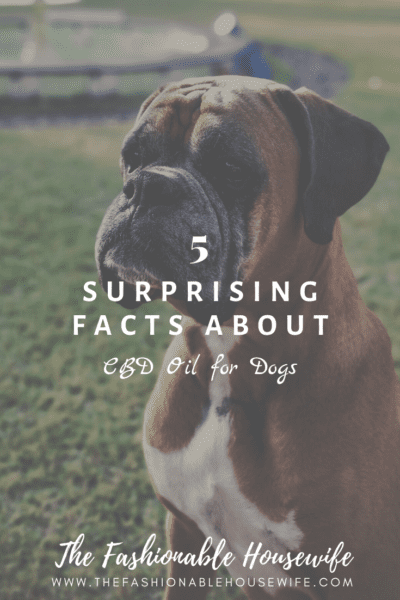 5 Surprising Facts About CBD Oil for Dogs