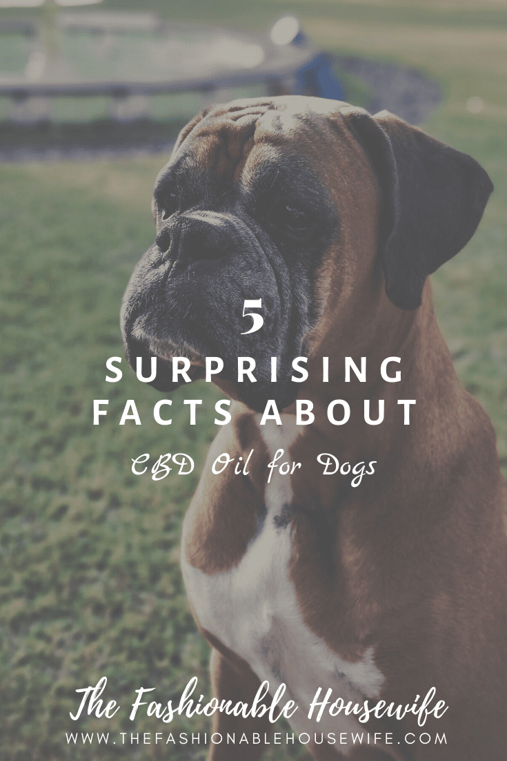 5 Surprising Facts About CBD Oil for Dogs