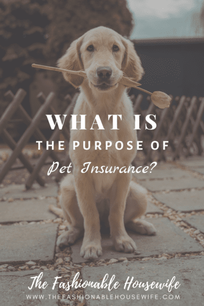 What’s The Purpose of Pet Insurance?