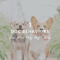 5 Dog Behaviors and What They Might Mean