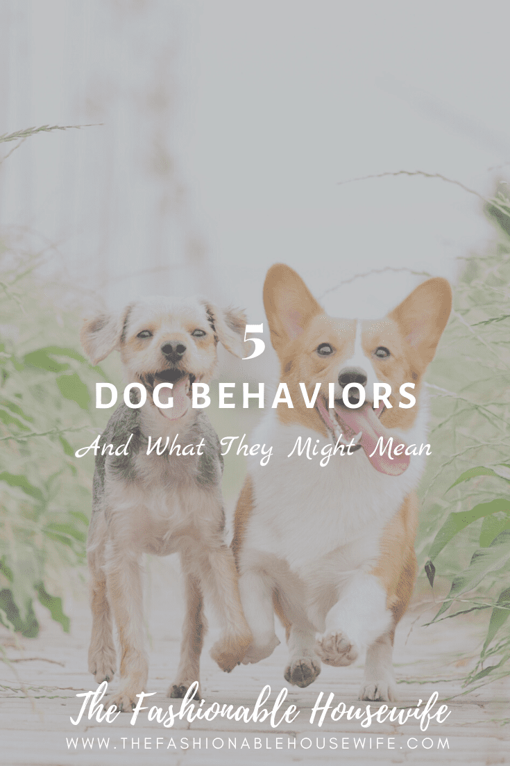 5 Dog Behaviors and What They Might Mean