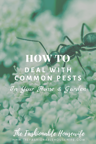 How To Deal With Common Pests in Your Home & Garden
