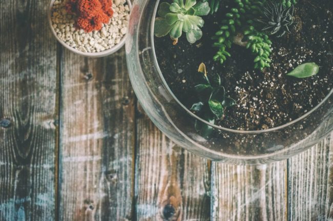 DIY Terrarium: How To Make Your Own Tiny Garden 