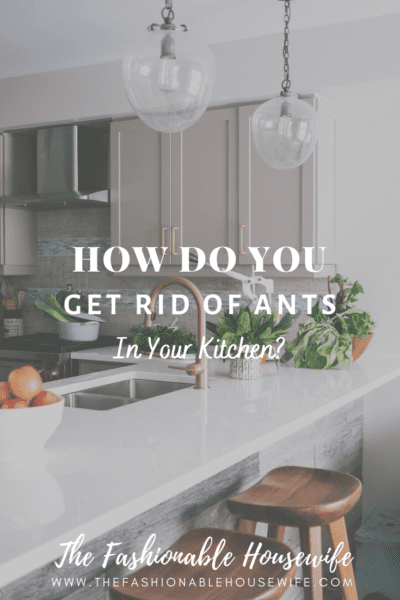 How Do You Get Rid of Ants in Your Kitchen?