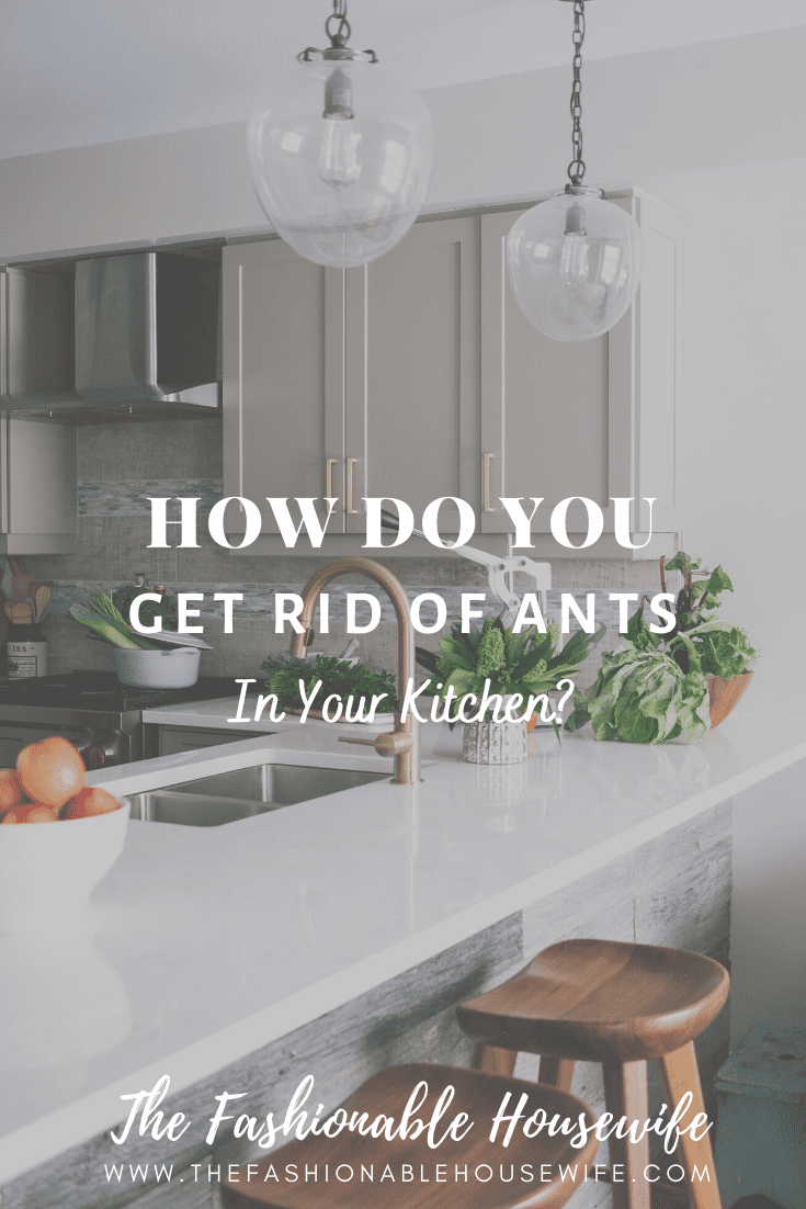 How Do You Get Rid of Ants in Your Kitchen?