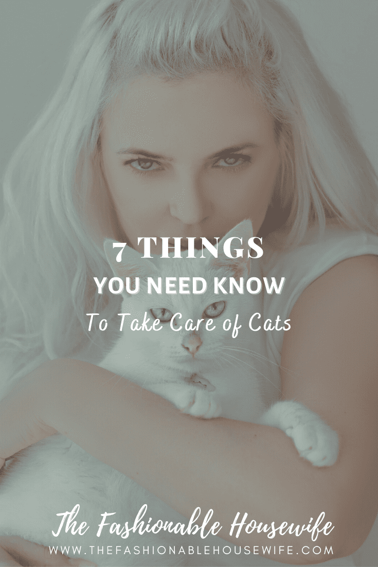 7 Things You Need Know To Take Care of Cats