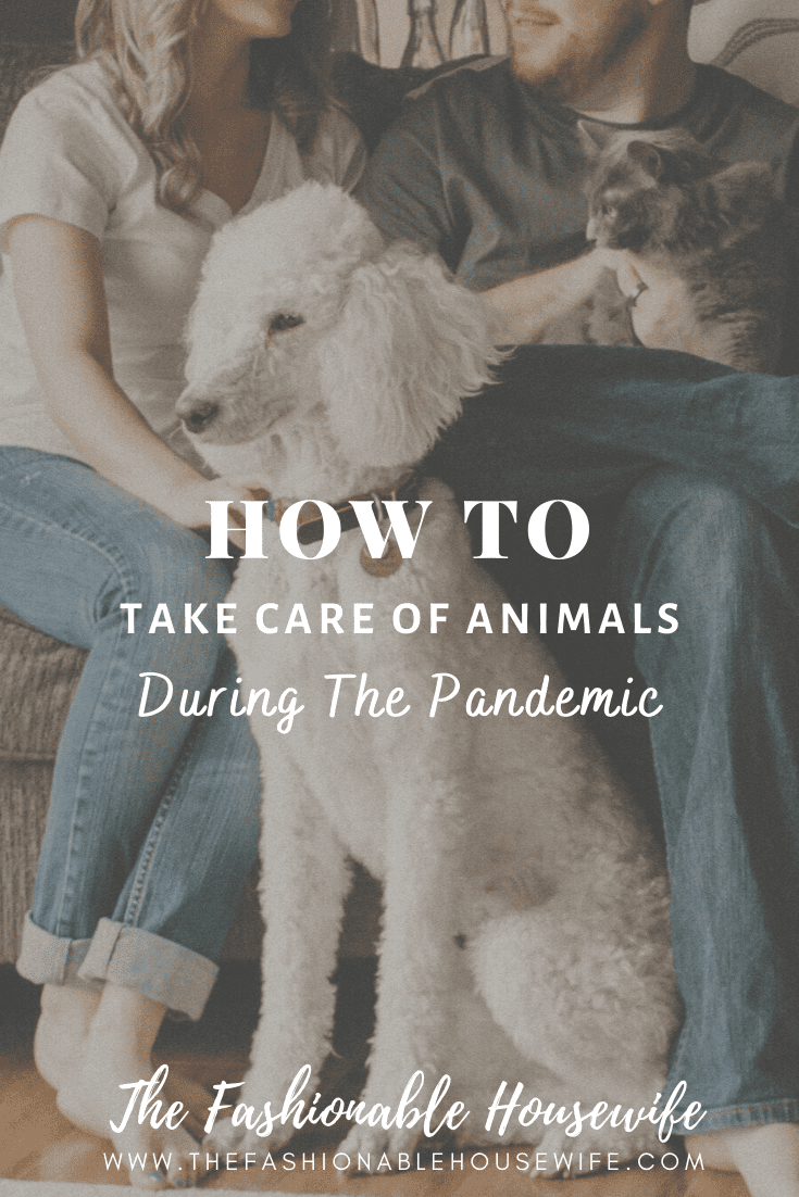 How To Take Care Of The Animals During Pandemic