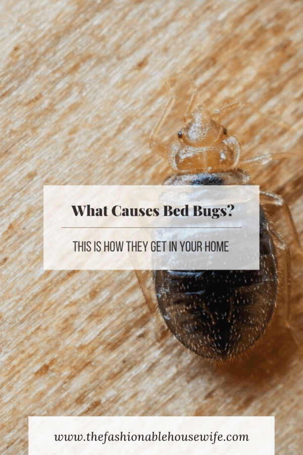 What Causes Bed Bugs? This Is How They Get in Your Home • The