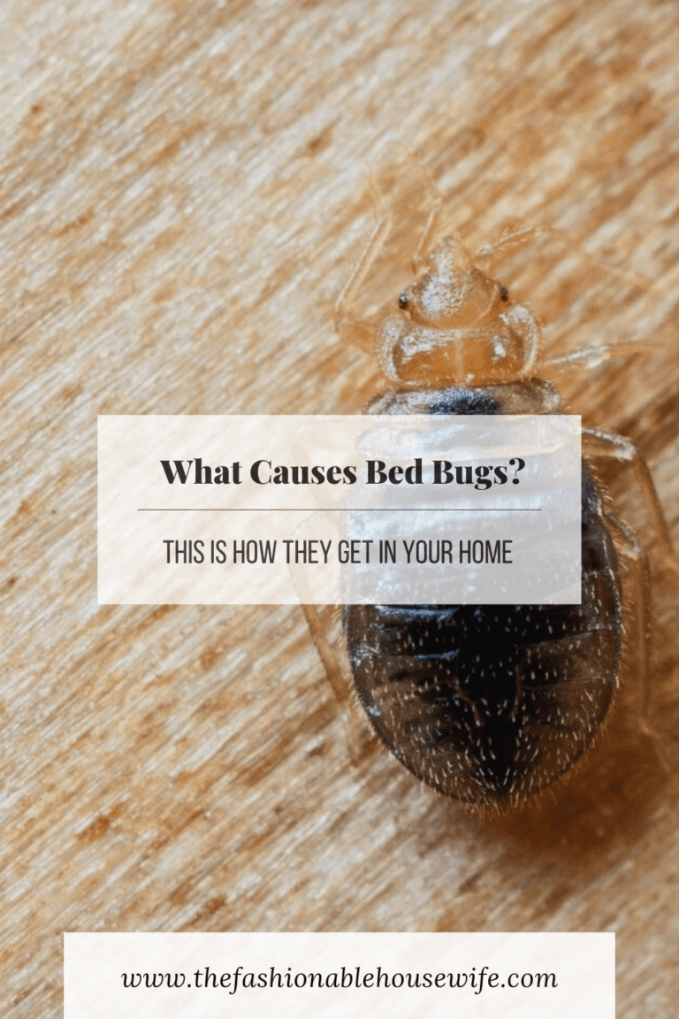What Causes Bed Bugs? This Is How They Get in Your Home • The