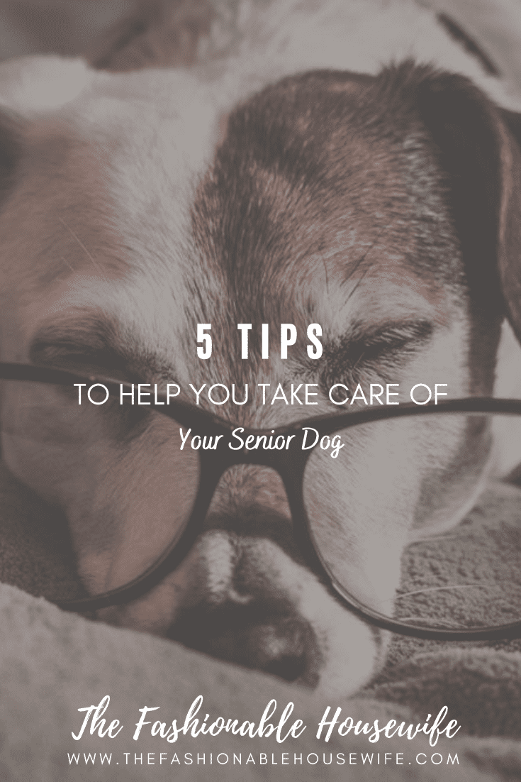 5 Tips to Help You Take Care of Your Senior Dog