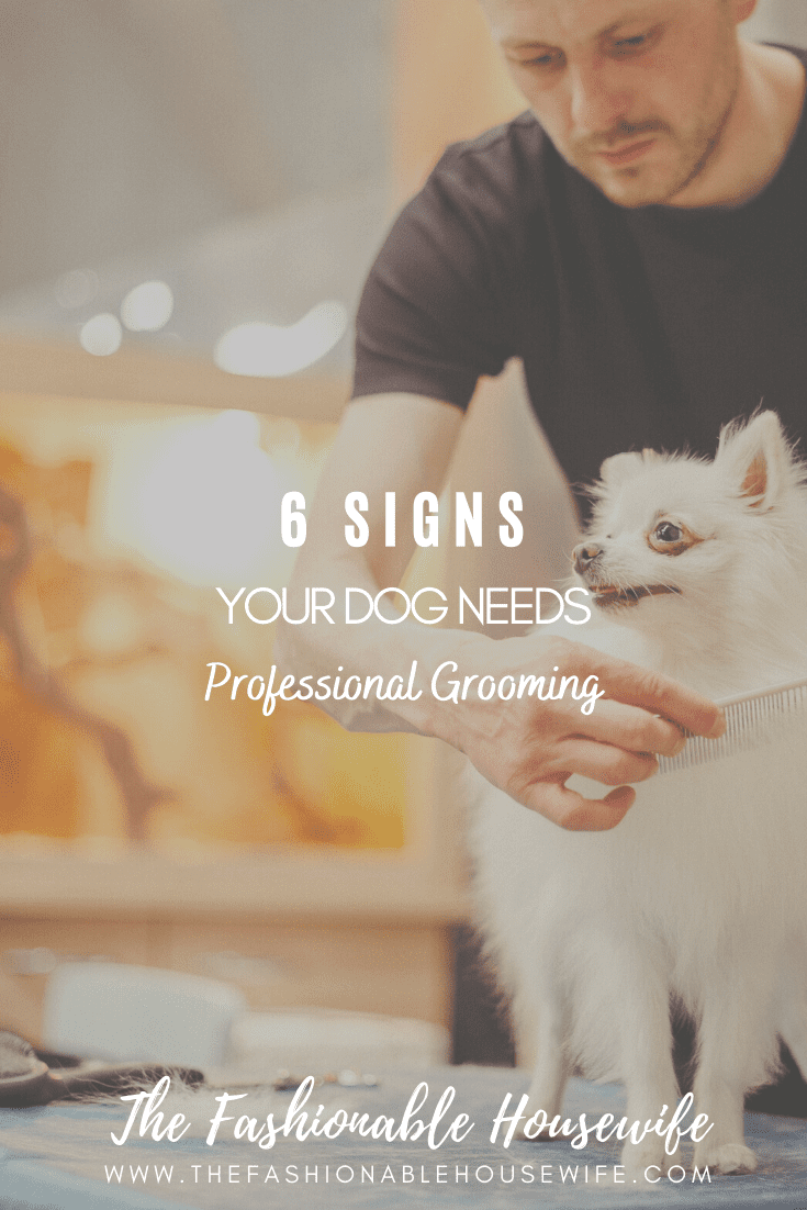 6 Signs Your Dog Needs Professional Grooming