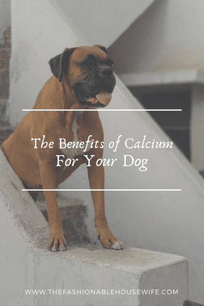 The Benefits of Calcium For Your Dog