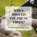When Should You Prune Trees? A Simple Homesteading Guide