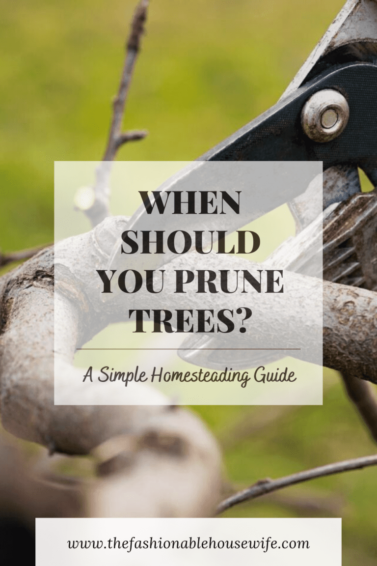 When Should You Prune Trees? A Simple Homesteading Guide