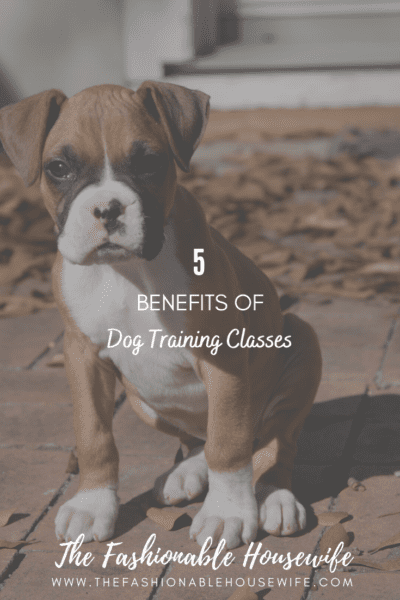 5 Benefits Of Dog Training Classes