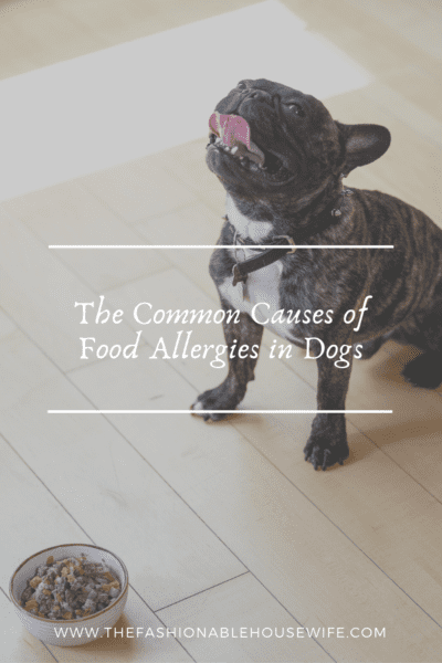 The Common Causes of Food Allergies in Dogs
