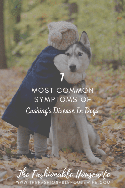 7 Most Common Symptoms Of Cushing's Disease In Dogs
