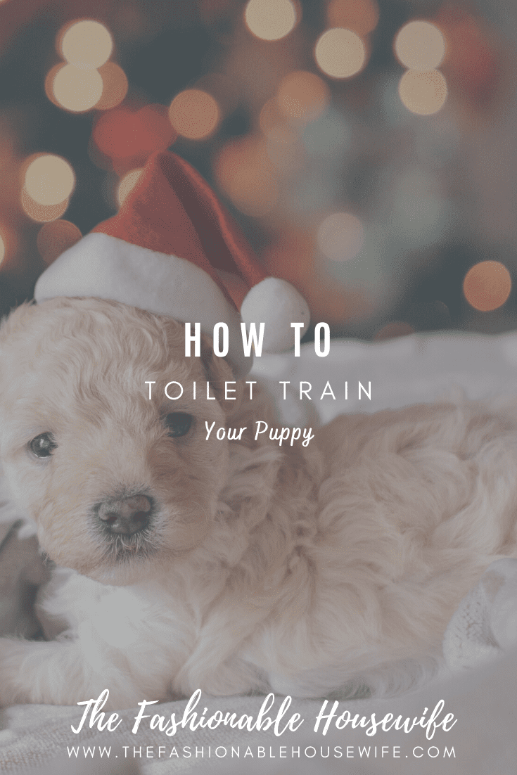 How to Toilet Train Your Puppy