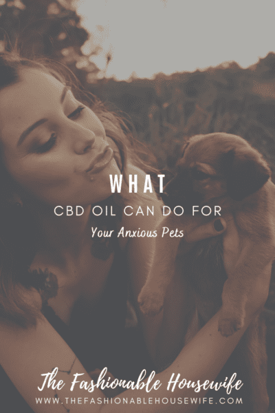 What CBD Oil Can Do For Your Anxious Pets