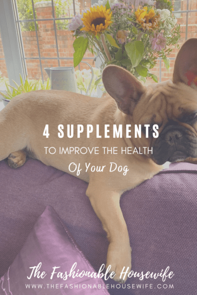 4 Supplements To Improve The Health of Your Dog