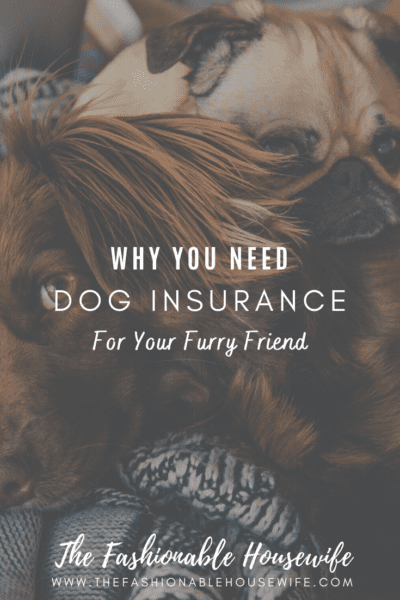 Why You Need Dog Insurance For Your Furry Friend