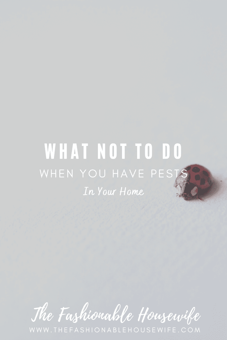 What NOT To Do When You Have Pests In Your Home