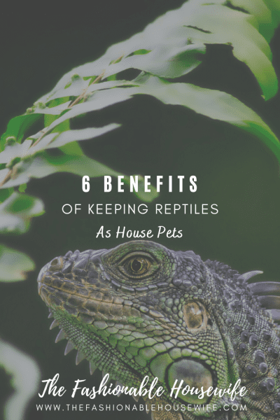 6 Benefits Of Keeping Reptiles As House Pets