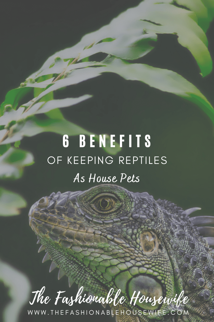 6 Benefits Of Keeping Reptiles As House Pets • The Fashionable Housewife